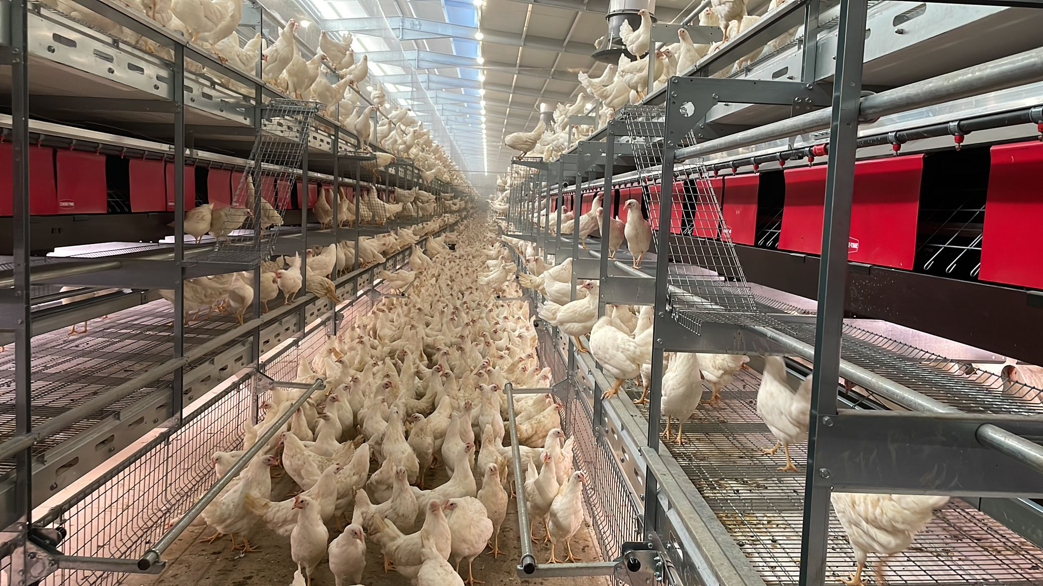 AVIARIOS, GRANJAS EN LIBERTAD