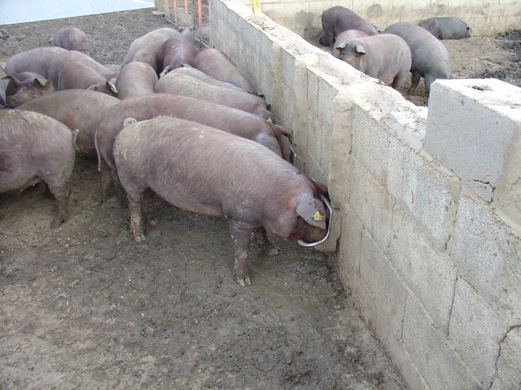 BEBEDERO COCHINO PEQUEÑO