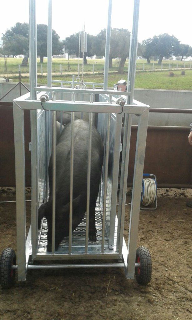 BÁSCULA COCHINOS 500KGS