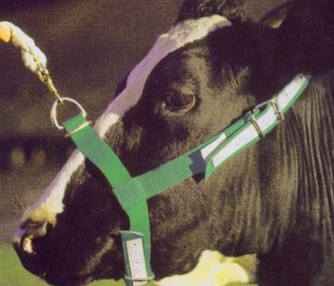 CABEZADA CON COSTURA VACAS AZUL