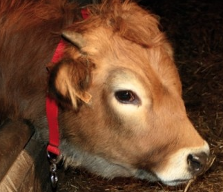 COLLAR TERNERO NYLON-CUERO ROJO