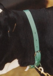 COLLAR VACAS NYLON VERDE
