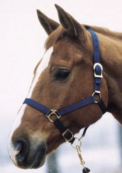 CABEZADA CABALLO EN NYLON ROJO