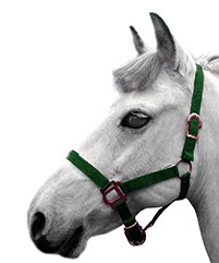 CABEZADA PONY EN NYLON VERDE