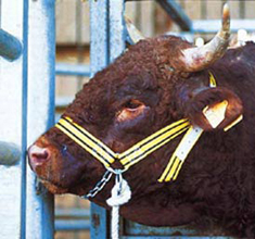 CABEZADA NYLON CON CADENILLA