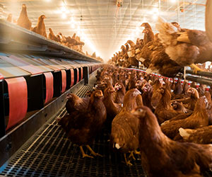 GRANJA PARA GALLINAS DE PUESTA