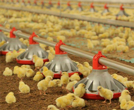 GRANJA DE POLLOS DE ENGORDE